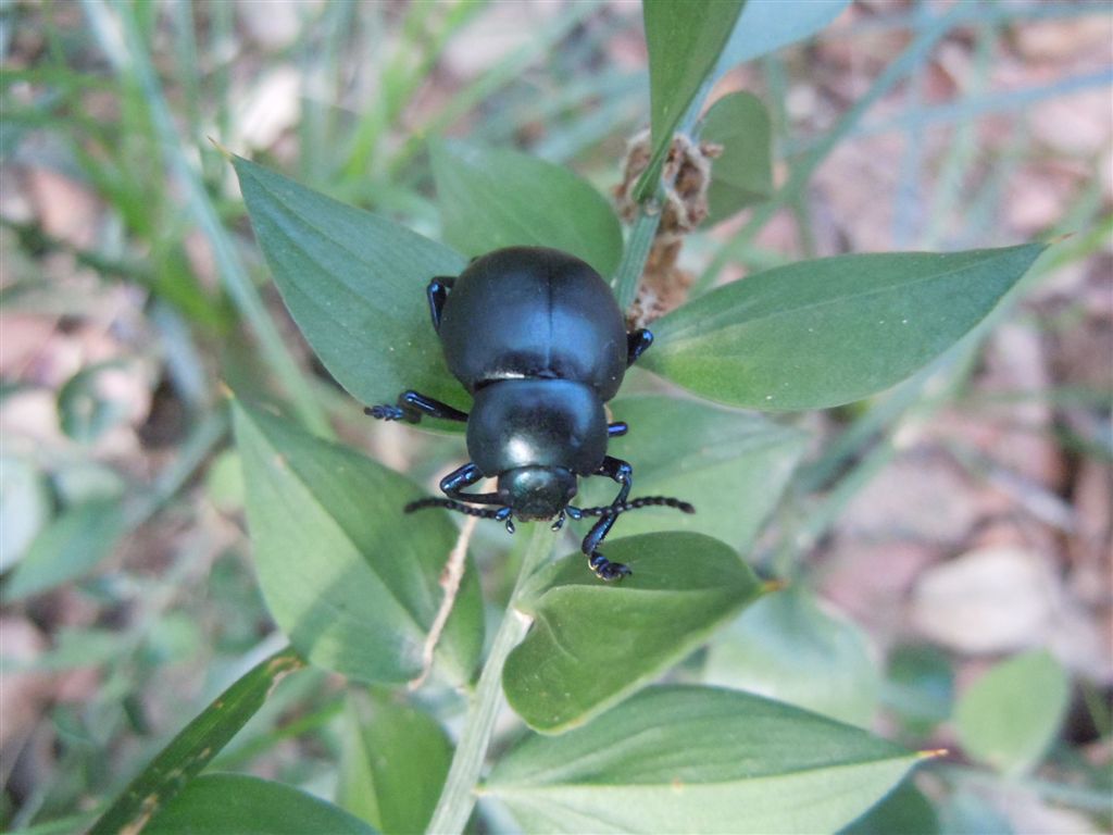 Timarcha nicaeensis?